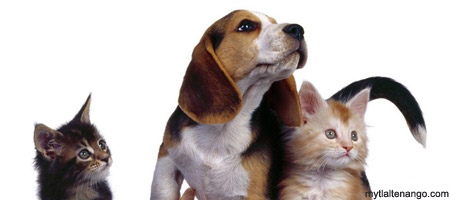 campaa-de-esterilizacion