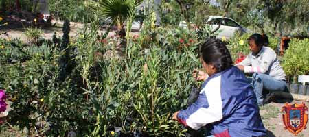 reforestacion-san-miguel