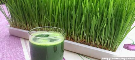 pasto-de-trigo