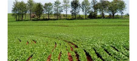 agricola-sma